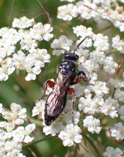 Tiphia femorata